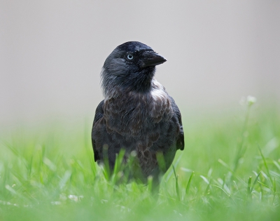 <i class='fa fa-user'></i>&nbsp;Bouke Atema&nbsp;|   Kauw&nbsp; <i class='fa fa-eye'>&nbsp;268</i> &nbsp; <i class='fa fa-comment-o'>&nbsp;5</i>