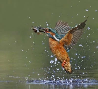 <i class='fa fa-user'></i>&nbsp;Gejo Wassink&nbsp;|   IJsvogel&nbsp; <i class='fa fa-eye'>&nbsp;1217</i> &nbsp;<i class='fa fa-thumbs-up'>&nbsp;31</i> &nbsp; <i class='fa fa-comment-o'>&nbsp;31</i>