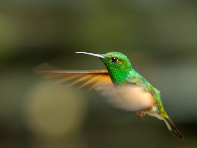 <i class='fa fa-user'></i>&nbsp;JHR&nbsp;|   Streepstaartkolibrie&nbsp; <i class='fa fa-eye'>&nbsp;299</i> &nbsp; <i class='fa fa-comment-o'>&nbsp;3</i>