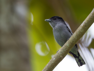 <i class='fa fa-user'></i>&nbsp;Paul van Giersbergen&nbsp;|   Witvleugelbekarde&nbsp; <i class='fa fa-eye'>&nbsp;204</i> &nbsp; <i class='fa fa-comment-o'>&nbsp;0</i>