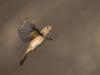 <i class='fa fa-user'></i>&nbsp;Luc Meert&nbsp;|   Grauwe Vliegenvanger&nbsp; <i class='fa fa-eye'>&nbsp;528</i> &nbsp;<i class='fa fa-thumbs-up'>&nbsp;9</i> &nbsp; <i class='fa fa-comment-o'>&nbsp;8</i>