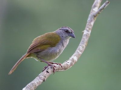 <i class='fa fa-user'></i>&nbsp;Paul van Giersbergen&nbsp;|   Panamagors&nbsp; <i class='fa fa-eye'>&nbsp;190</i> &nbsp; <i class='fa fa-comment-o'>&nbsp;1</i>