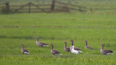 <i class='fa fa-user'></i>&nbsp;Gert-Jan Cromwijk&nbsp;|   Ross' Gans&nbsp; <i class='fa fa-eye'>&nbsp;653</i> &nbsp; <i class='fa fa-comment-o'>&nbsp;0</i>