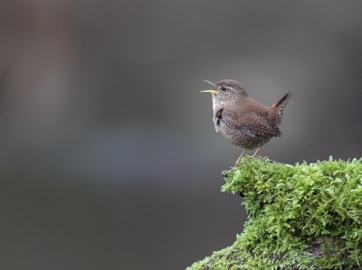 <i class='fa fa-user'></i>&nbsp;Jan P&nbsp;|   Winterkoning&nbsp; <i class='fa fa-eye'>&nbsp;728</i> &nbsp;<i class='fa fa-thumbs-up'>&nbsp;2</i> &nbsp; <i class='fa fa-comment-o'>&nbsp;14</i>