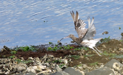 Startende wulp onderaan de dijk tussen Wemeldinge en Kattendijke.Jammer natuurlijk van de plantengroei rechtsonder,die tijdens harde wind het beeld iets wazig maakt.