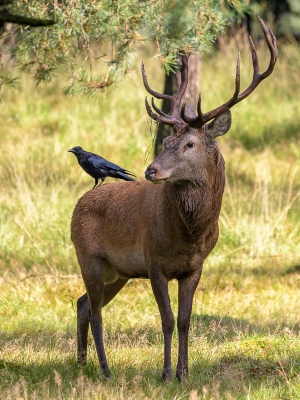 <i class='fa fa-user'></i>&nbsp;jwchess&nbsp;|   Zwarte Kraai&nbsp; <i class='fa fa-eye'>&nbsp;543</i> &nbsp;<i class='fa fa-thumbs-up'>&nbsp;4</i> &nbsp; <i class='fa fa-comment-o'>&nbsp;10</i>