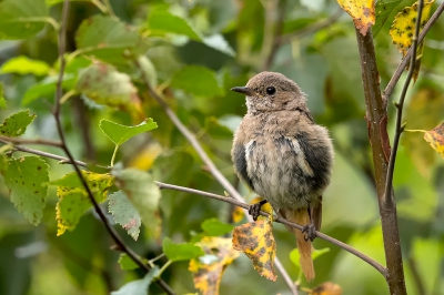 <i class='fa fa-user'></i>&nbsp;freekmeijer&nbsp;|   Gekraagde Roodstaart&nbsp; <i class='fa fa-eye'>&nbsp;243</i> &nbsp; <i class='fa fa-comment-o'>&nbsp;3</i>