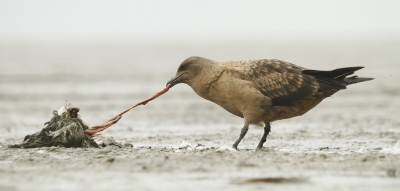 <i class='fa fa-user'></i>&nbsp;Fons Hoiting&nbsp;|   Grote Jager&nbsp; <i class='fa fa-eye'>&nbsp;519</i> &nbsp;<i class='fa fa-thumbs-up'>&nbsp;2</i> &nbsp; <i class='fa fa-comment-o'>&nbsp;16</i>