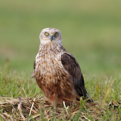 <i class='fa fa-user'></i>&nbsp;Kees de Jager&nbsp;|   Bruine Kiekendief&nbsp; <i class='fa fa-eye'>&nbsp;620</i> &nbsp;<i class='fa fa-thumbs-up'>&nbsp;7</i> &nbsp; <i class='fa fa-comment-o'>&nbsp;14</i>