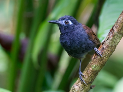 <i class='fa fa-user'></i>&nbsp;Paul van Giersbergen&nbsp;|   Bruinrugmiervogel&nbsp; <i class='fa fa-eye'>&nbsp;225</i> &nbsp;<i class='fa fa-thumbs-up'>&nbsp;1</i> &nbsp; <i class='fa fa-comment-o'>&nbsp;2</i>