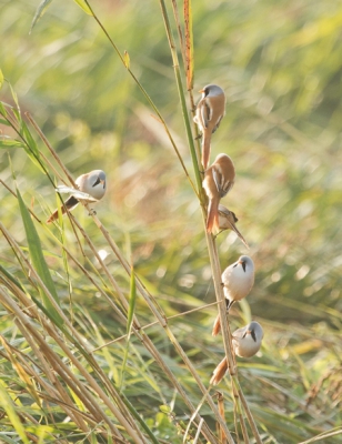 Tijdens de wetlandtellingen kwamen we enorme hoeveelheden Baardmannetjes tegen, veelal in groepjes dicht bij elkaar. 
Het was nog vroeg in de ochtend, en grotendeels tegenlicht, dus slechte lichtomstandigheden. Maar dit was te bijzonder om niet vast te leggen. 
(PS: Jammer dat staande foto's maar zo'n geringe breedte en hoogte mogen hebben. De foto is nu wel wat klein.)