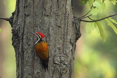 <i class='fa fa-user'></i>&nbsp;Martjan Lammertink&nbsp;|   Himalayagoudrugspecht&nbsp; <i class='fa fa-eye'>&nbsp;385</i> &nbsp;<i class='fa fa-thumbs-up'>&nbsp;3</i> &nbsp; <i class='fa fa-comment-o'>&nbsp;10</i>