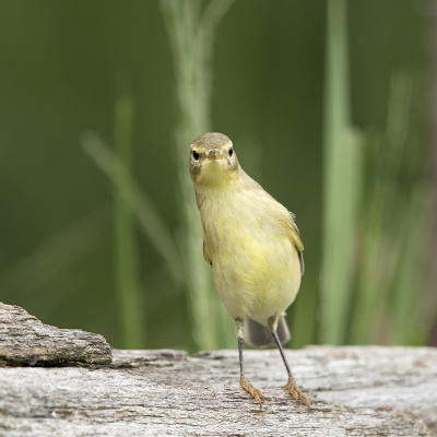 <i class='fa fa-user'></i>&nbsp;freekmeijer&nbsp;|   Tjiftjaf&nbsp; <i class='fa fa-eye'>&nbsp;327</i> &nbsp; <i class='fa fa-comment-o'>&nbsp;8</i>