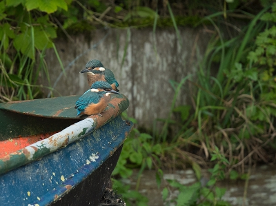 <i class='fa fa-user'></i>&nbsp;Wilfried Solarz&nbsp;|   IJsvogel&nbsp; <i class='fa fa-eye'>&nbsp;842</i> &nbsp;<i class='fa fa-thumbs-up'>&nbsp;8</i> &nbsp; <i class='fa fa-comment-o'>&nbsp;12</i>