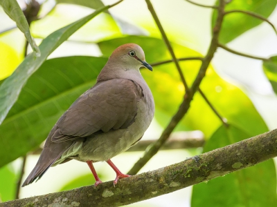 <i class='fa fa-user'></i>&nbsp;Paul van Giersbergen&nbsp;|   Cassins Duif&nbsp; <i class='fa fa-eye'>&nbsp;205</i> &nbsp; <i class='fa fa-comment-o'>&nbsp;1</i>