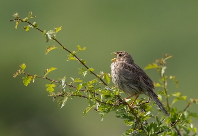 <i class='fa fa-user'></i>&nbsp;charlysax&nbsp;|   Grauwe Gors&nbsp; <i class='fa fa-eye'>&nbsp;297</i> &nbsp; <i class='fa fa-comment-o'>&nbsp;4</i>