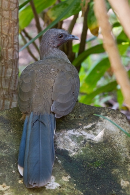 <i class='fa fa-user'></i>&nbsp;gras4711&nbsp;|   Bruine Chachalaca&nbsp; <i class='fa fa-eye'>&nbsp;373</i> &nbsp; <i class='fa fa-comment-o'>&nbsp;3</i>