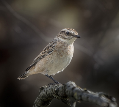 <i class='fa fa-user'></i>&nbsp;Fred&nbsp;|   Paapje&nbsp; <i class='fa fa-eye'>&nbsp;478</i> &nbsp;<i class='fa fa-thumbs-up'>&nbsp;6</i> &nbsp; <i class='fa fa-comment-o'>&nbsp;8</i>