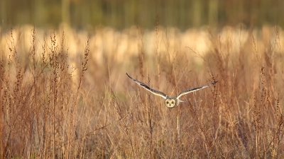 <i class='fa fa-user'></i>&nbsp;freekmeijer&nbsp;|   Velduil&nbsp; <i class='fa fa-eye'>&nbsp;911</i> &nbsp;<i class='fa fa-thumbs-up'>&nbsp;2</i> &nbsp; <i class='fa fa-comment-o'>&nbsp;8</i>