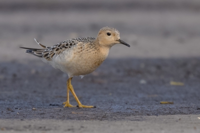 Gestreepte Strandloper en de Blonde Ruiter, twee dwaalgasten uit N Amerika op een onder water gezet bollenlandje in de kop van Noord Holland......
Samen met nog eens honderden andere steltlopers.