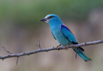 <i class='fa fa-user'></i>&nbsp;charlysax&nbsp;|   Scharrelaar&nbsp; <i class='fa fa-eye'>&nbsp;513</i> &nbsp;<i class='fa fa-thumbs-up'>&nbsp;6</i> &nbsp; <i class='fa fa-comment-o'>&nbsp;11</i>