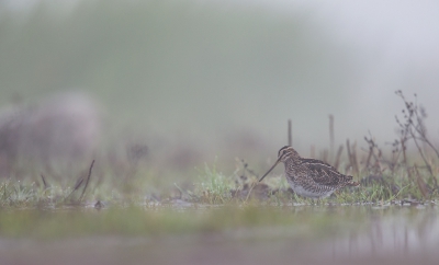 <i class='fa fa-user'></i>&nbsp;Bouke Atema&nbsp;|   Watersnip&nbsp; <i class='fa fa-eye'>&nbsp;482</i> &nbsp;<i class='fa fa-thumbs-up'>&nbsp;2</i> &nbsp; <i class='fa fa-comment-o'>&nbsp;9</i>