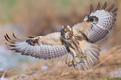 <i class='fa fa-user'></i>&nbsp;Edward van Altena&nbsp;|   Buizerd&nbsp; <i class='fa fa-eye'>&nbsp;679</i> &nbsp;<i class='fa fa-thumbs-up'>&nbsp;6</i> &nbsp; <i class='fa fa-comment-o'>&nbsp;6</i>