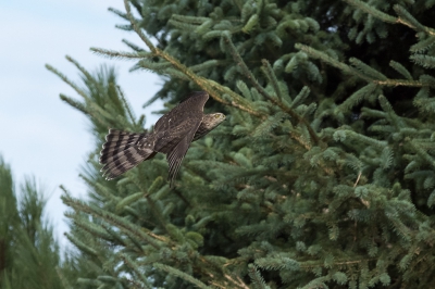 <i class='fa fa-user'></i>&nbsp;jan Luit&nbsp;|   Amerikaanse Sperwer&nbsp; <i class='fa fa-eye'>&nbsp;415</i> &nbsp;<i class='fa fa-thumbs-up'>&nbsp;2</i> &nbsp; <i class='fa fa-comment-o'>&nbsp;4</i>