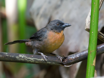 <i class='fa fa-user'></i>&nbsp;Paul van Giersbergen&nbsp;|   Zwartwangmiertangare&nbsp; <i class='fa fa-eye'>&nbsp;267</i> &nbsp; <i class='fa fa-comment-o'>&nbsp;2</i>