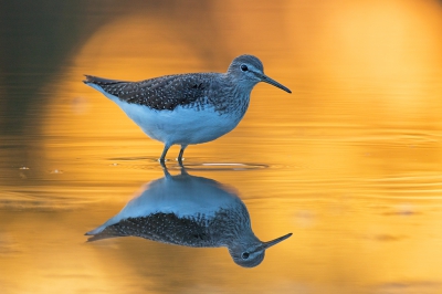 <i class='fa fa-user'></i>&nbsp;Luc Meert&nbsp;|   Witgat&nbsp; <i class='fa fa-eye'>&nbsp;665</i> &nbsp;<i class='fa fa-thumbs-up'>&nbsp;13</i> &nbsp; <i class='fa fa-comment-o'>&nbsp;18</i>