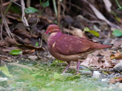<i class='fa fa-user'></i>&nbsp;Paul van Giersbergen&nbsp;|   Bergkwartelduif&nbsp; <i class='fa fa-eye'>&nbsp;310</i> &nbsp; <i class='fa fa-comment-o'>&nbsp;2</i>