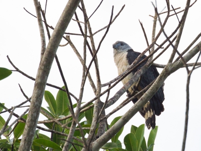 <i class='fa fa-user'></i>&nbsp;Paul van Giersbergen&nbsp;|   Grijskopwouw&nbsp; <i class='fa fa-eye'>&nbsp;341</i> &nbsp; <i class='fa fa-comment-o'>&nbsp;0</i>