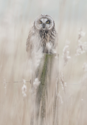 <i class='fa fa-user'></i>&nbsp;Fred&nbsp;|   Velduil&nbsp; <i class='fa fa-eye'>&nbsp;1118</i> &nbsp;<i class='fa fa-thumbs-up'>&nbsp;35</i> &nbsp; <i class='fa fa-comment-o'>&nbsp;34</i>