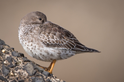 <i class='fa fa-user'></i>&nbsp;Hans Overduin&nbsp;|   Paarse Strandloper&nbsp; <i class='fa fa-eye'>&nbsp;348</i> &nbsp;<i class='fa fa-thumbs-up'>&nbsp;6</i> &nbsp; <i class='fa fa-comment-o'>&nbsp;10</i>