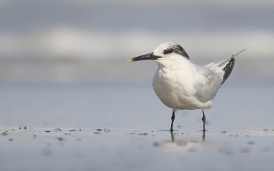 <i class='fa fa-user'></i>&nbsp;groenvogel57&nbsp;|   Grote Stern&nbsp; <i class='fa fa-eye'>&nbsp;288</i> &nbsp;<i class='fa fa-thumbs-up'>&nbsp;1</i> &nbsp; <i class='fa fa-comment-o'>&nbsp;10</i>