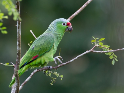 <i class='fa fa-user'></i>&nbsp;Paul van Giersbergen&nbsp;|   Geelwangamazone&nbsp; <i class='fa fa-eye'>&nbsp;255</i> &nbsp; <i class='fa fa-comment-o'>&nbsp;2</i>