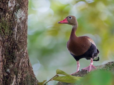 <i class='fa fa-user'></i>&nbsp;Paul van Giersbergen&nbsp;|   Zwartbuikfluiteend&nbsp; <i class='fa fa-eye'>&nbsp;286</i> &nbsp;<i class='fa fa-thumbs-up'>&nbsp;1</i> &nbsp; <i class='fa fa-comment-o'>&nbsp;5</i>