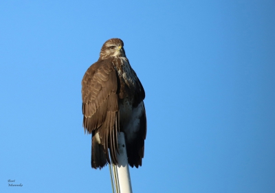 Zat aan de kant van de weg volop in de zon de mist was net opgetrokken en de buizerd had alle tijd voor mij .