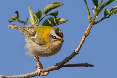 <i class='fa fa-user'></i>&nbsp;Vincent Vuik&nbsp;|   Vuurgoudhaan&nbsp; <i class='fa fa-eye'>&nbsp;437</i> &nbsp;<i class='fa fa-thumbs-up'>&nbsp;4</i> &nbsp; <i class='fa fa-comment-o'>&nbsp;18</i>