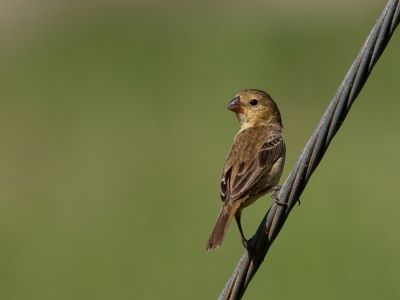 <i class='fa fa-user'></i>&nbsp;Paul van Giersbergen&nbsp;|   Dwergdikbekje&nbsp; <i class='fa fa-eye'>&nbsp;253</i> &nbsp; <i class='fa fa-comment-o'>&nbsp;1</i>