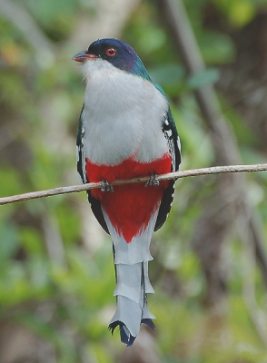 De Nationale vogel van Cuba.