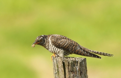 Ongeveer een week was er in mijn omgeving nu en dan een jonge koekoek te zien. Meestal rondscharrelend in het gras en de ene rups na de andere vangend.