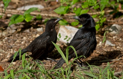 <i class='fa fa-user'></i>&nbsp;gras4711&nbsp;|   Rouwtroepiaal&nbsp; <i class='fa fa-eye'>&nbsp;345</i> &nbsp; <i class='fa fa-comment-o'>&nbsp;4</i>