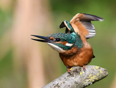 Enige tijd geleden uitgenodigd om mee te gaan naar een vogelhut. Diverse keren kwam deze ijsvogel voorbij. Met wat geduld gewacht p een leuke pose.