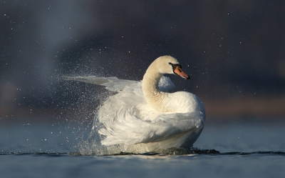 <i class='fa fa-user'></i>&nbsp;Ton D�pp&nbsp;|   Knobbelzwaan&nbsp; <i class='fa fa-eye'>&nbsp;338</i> &nbsp;<i class='fa fa-thumbs-up'>&nbsp;1</i> &nbsp; <i class='fa fa-comment-o'>&nbsp;8</i>