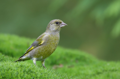 <i class='fa fa-user'></i>&nbsp;thijsglastra&nbsp;|   Groenling&nbsp; <i class='fa fa-eye'>&nbsp;329</i> &nbsp;<i class='fa fa-thumbs-up'>&nbsp;12</i> &nbsp; <i class='fa fa-comment-o'>&nbsp;16</i>