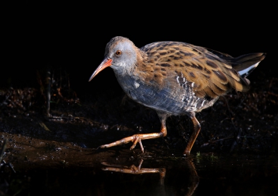 <i class='fa fa-user'></i>&nbsp;thijsglastra&nbsp;|   Waterral&nbsp; <i class='fa fa-eye'>&nbsp;436</i> &nbsp;<i class='fa fa-thumbs-up'>&nbsp;10</i> &nbsp; <i class='fa fa-comment-o'>&nbsp;15</i>