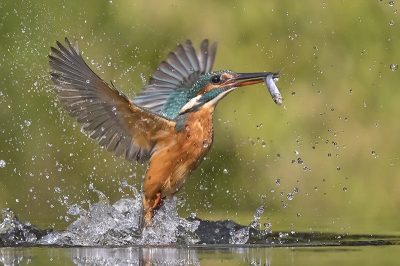 <i class='fa fa-user'></i>&nbsp;Arjan Troost&nbsp;|   IJsvogel&nbsp; <i class='fa fa-eye'>&nbsp;688</i> &nbsp;<i class='fa fa-thumbs-up'>&nbsp;16</i> &nbsp; <i class='fa fa-comment-o'>&nbsp;18</i>