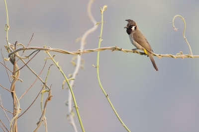 <i class='fa fa-user'></i>&nbsp;Martjan Lammertink&nbsp;|   Witwangbuulbuul&nbsp; <i class='fa fa-eye'>&nbsp;387</i> &nbsp;<i class='fa fa-thumbs-up'>&nbsp;4</i> &nbsp; <i class='fa fa-comment-o'>&nbsp;7</i>