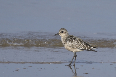 <i class='fa fa-user'></i>&nbsp;Gerard Visser&nbsp;|   Zilverplevier&nbsp; <i class='fa fa-eye'>&nbsp;489</i> &nbsp;<i class='fa fa-thumbs-up'>&nbsp;9</i> &nbsp; <i class='fa fa-comment-o'>&nbsp;29</i>